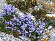 Klik za večjo sliko